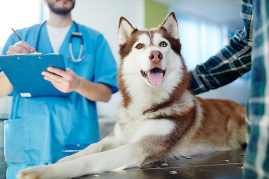 24 Hour Vet Clinics in Singapore