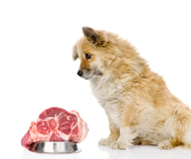 Which Meat Your Dog Loves the Most?